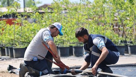 Büyükşehir’in fidanlığı Kocaeli’ni yeşillendiriyor