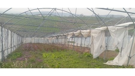 Büyükşehir’den seraları ziyan gören üreticilere dayanak